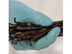 “ 不可少的香料 ”- 法國歐森緹馬達(dá)加斯加香草精